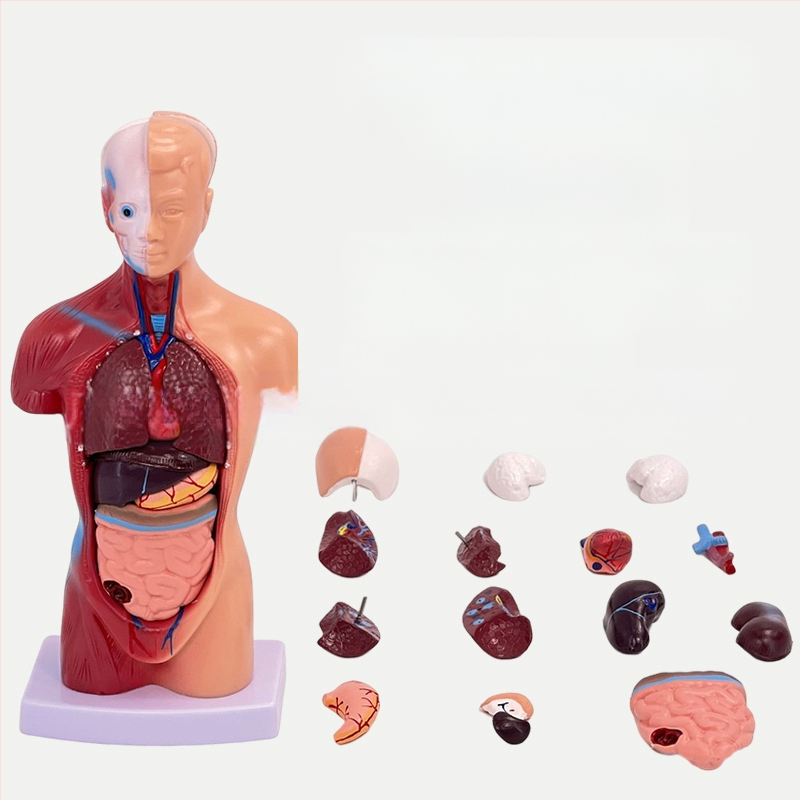 Meishan μοντέλο κορμού ανατομίας για διδασκαλία – καρδιά και εγκέφαλος, πλαστικό