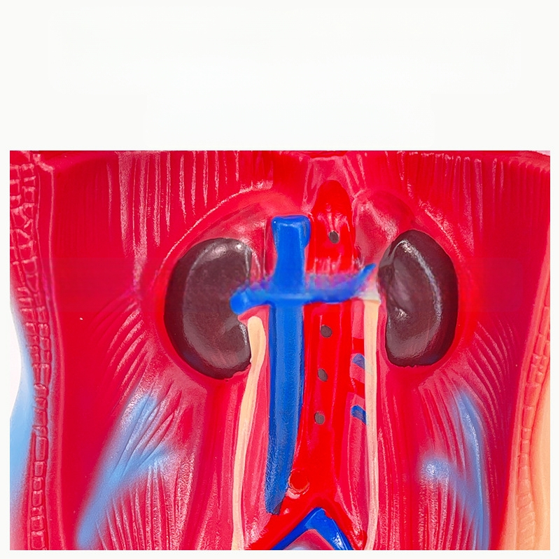 Meishan μοντέλο κορμού ανατομίας για διδασκαλία – καρδιά και εγκέφαλος, πλαστικό