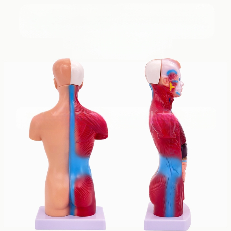 Meishan μοντέλο κορμού ανατομίας για διδασκαλία – καρδιά και εγκέφαλος, πλαστικό