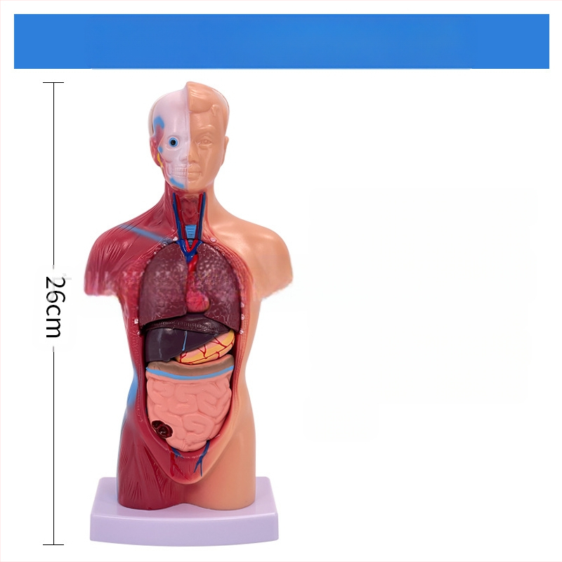 Meishan μοντέλο κορμού ανατομίας για διδασκαλία – καρδιά και εγκέφαλος, πλαστικό