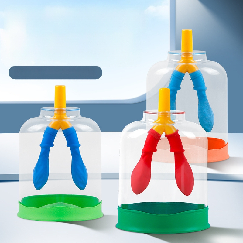 Μοντέλο κίνησης διαφράγματος και προσομοιωτής αναπνοής πνευμόνων για τη φυσική γυμνασίου, διδακτικό βοήθημα από πλαστικό-καουτσούκ Liuxin