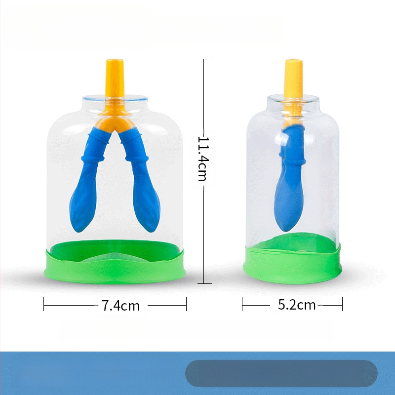 Μοντέλο κίνησης διαφράγματος και προσομοιωτής αναπνοής πνευμόνων για τη φυσική γυμνασίου, διδακτικό βοήθημα από πλαστικό-καουτσούκ Liuxin