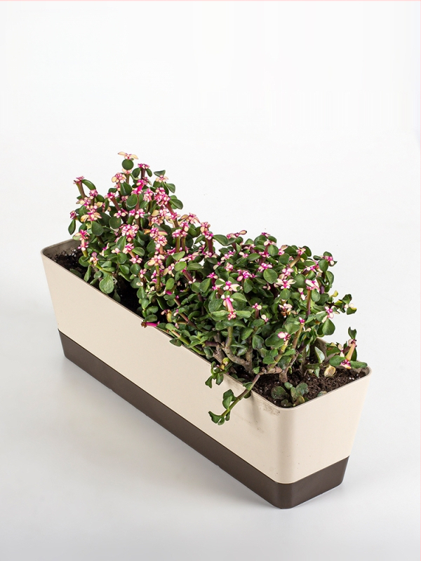 Ghiveci din plastic pentru grădinăritul de casă, stil minimalist, pentru podea