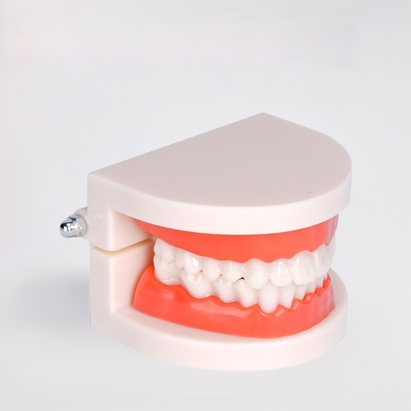 Dentu mācību modelis pieaugušajiem ar noņemamu protēzes struktūru un sagatavošanas protēžu modeli