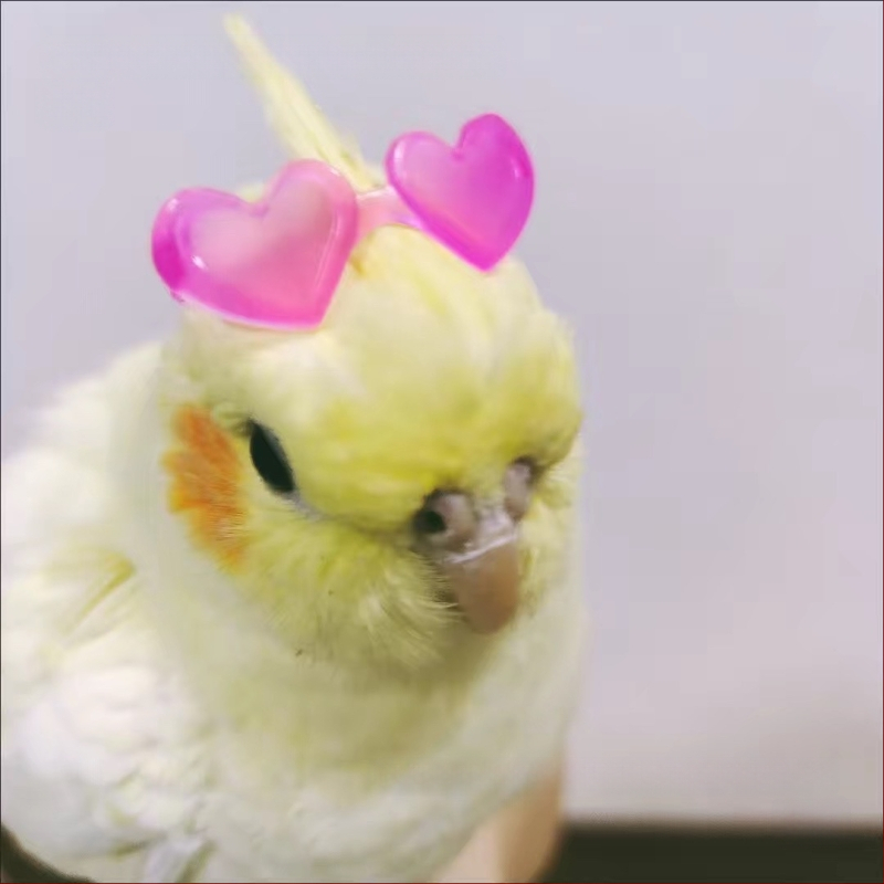 Παπαγάλος Xuanfeng Τεχνητά ακουστικά εξυπηρέτησης πελατών – χιουμοριστικό διακοσμητικό αξεσουάρ για φωτογράφηση; Δεν εισάγεται; Για: Άλλο; Μάρκα: Άλλο