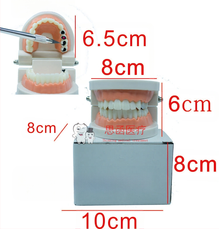 Tuscon Model dentar didactic — Cavitate bucală detașabilă, Simulare standard pentru practică la adulți