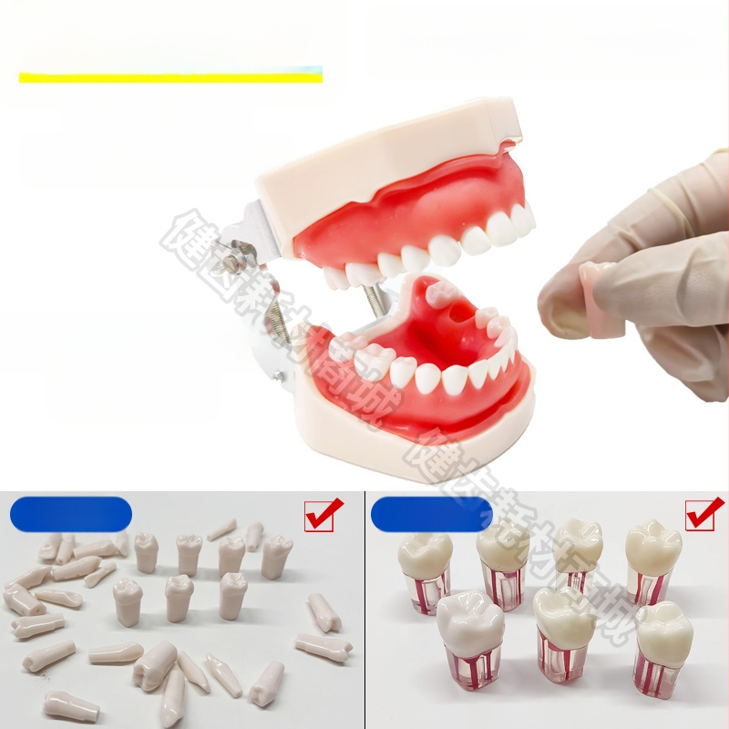 Tuscon Model dentar didactic — Cavitate bucală detașabilă, Simulare standard pentru practică la adulți