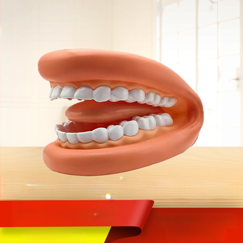 Dantų mokymo modelis burnos ertmėje – vaikams skirtas odontologijos švietimo įrankis su dantų valymo demonstracija (Produkto numeris 1001188344; Kategorija: Other; Funkcija: Other; Medžiaga: Other)