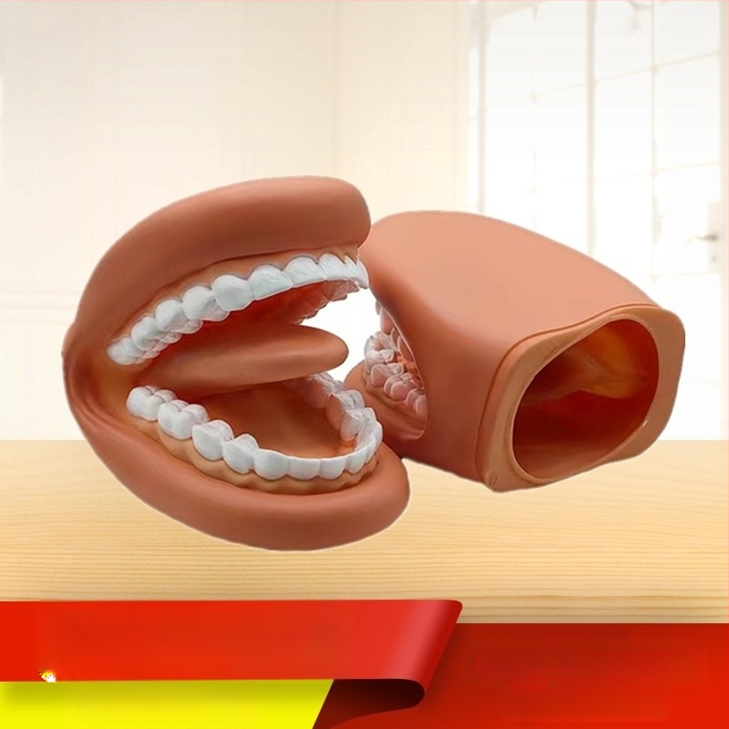 Dantų mokymo modelis burnos ertmėje – vaikams skirtas odontologijos švietimo įrankis su dantų valymo demonstracija (Produkto numeris 1001188344; Kategorija: Other; Funkcija: Other; Medžiaga: Other)