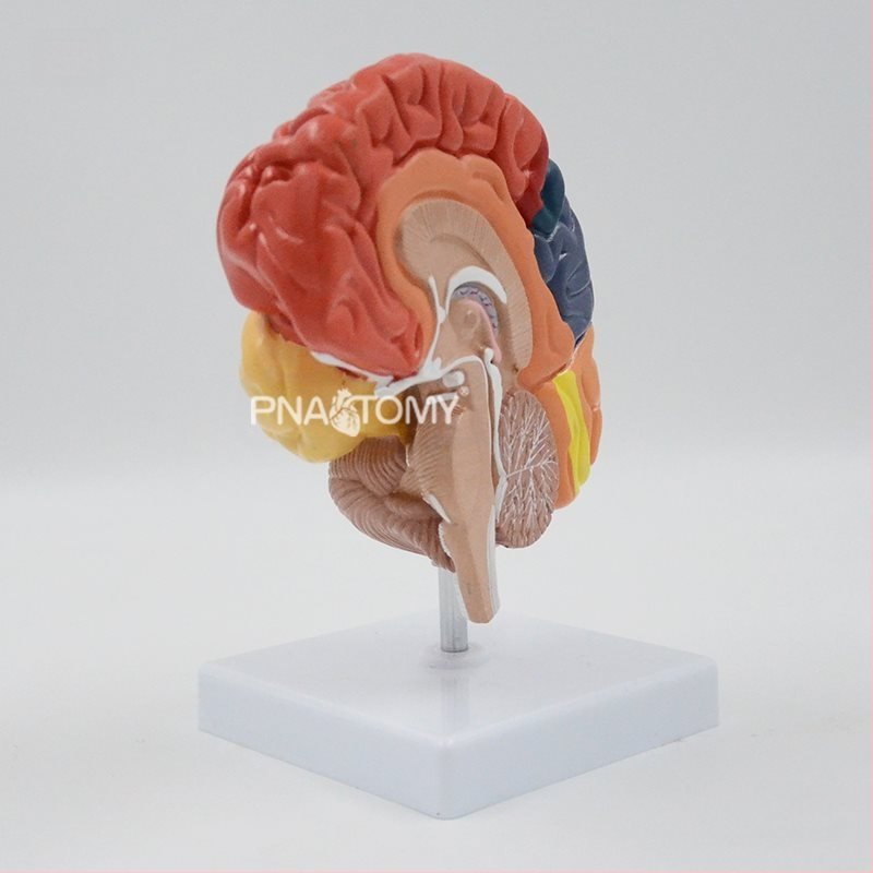 Smegenų modelis su funkcijų sričių ir sluoksniuota anatomija edukacinei demonstracijai