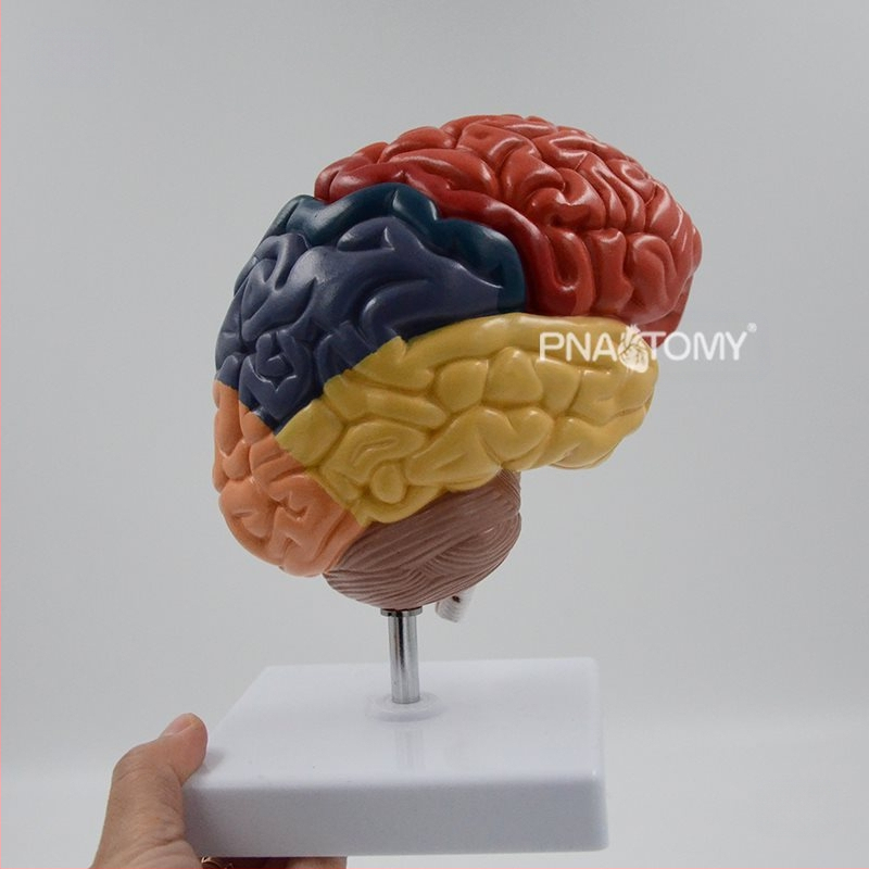 Smegenų modelis su funkcijų sričių ir sluoksniuota anatomija edukacinei demonstracijai