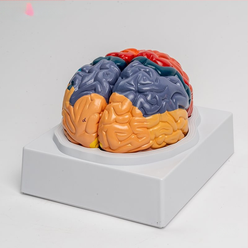 Smegenų modelis su funkcijų sričių ir sluoksniuota anatomija edukacinei demonstracijai
