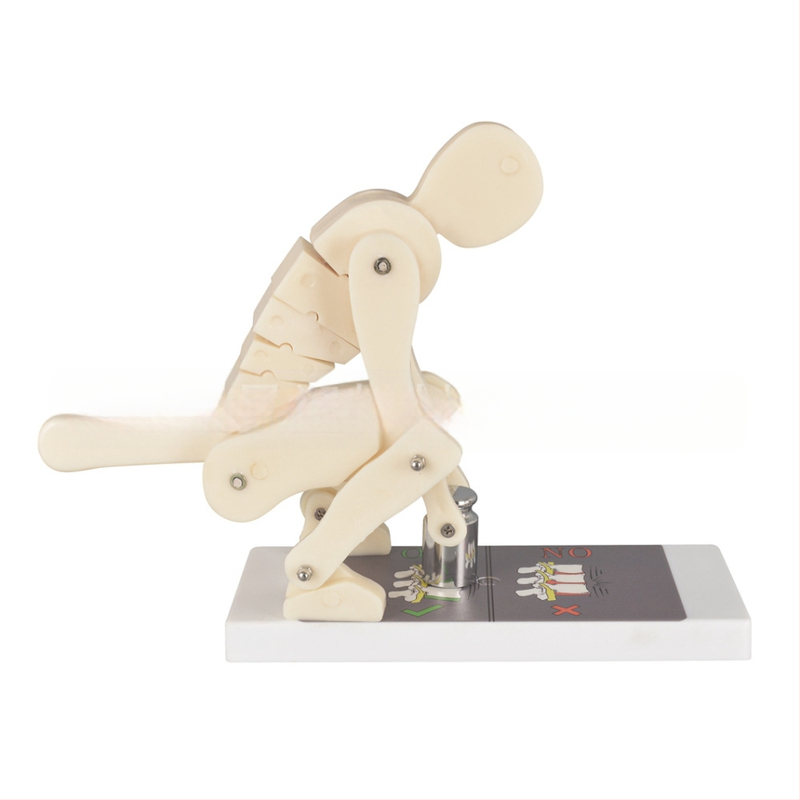 Πλαστικός μοντέλο επίδειξης φόρτισης της σπονδυλικής στήλης με βάση για ιατρική εκπαίδευση