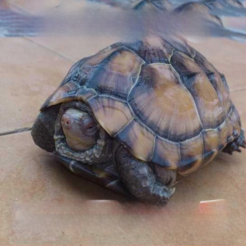 Živá korytnačka, domáci maznáčik, SKU HG15641654