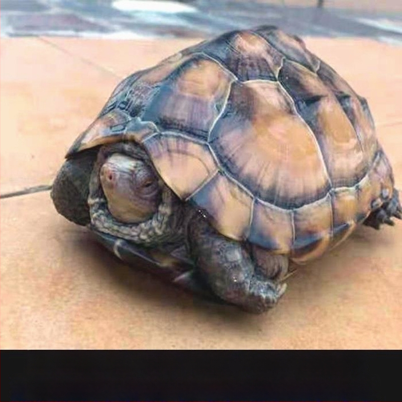 Živá korytnačka, domáci maznáčik, SKU HG15641654