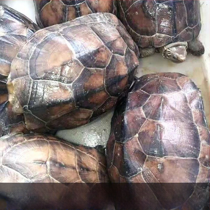 Živá korytnačka, domáci maznáčik, SKU HG15641654