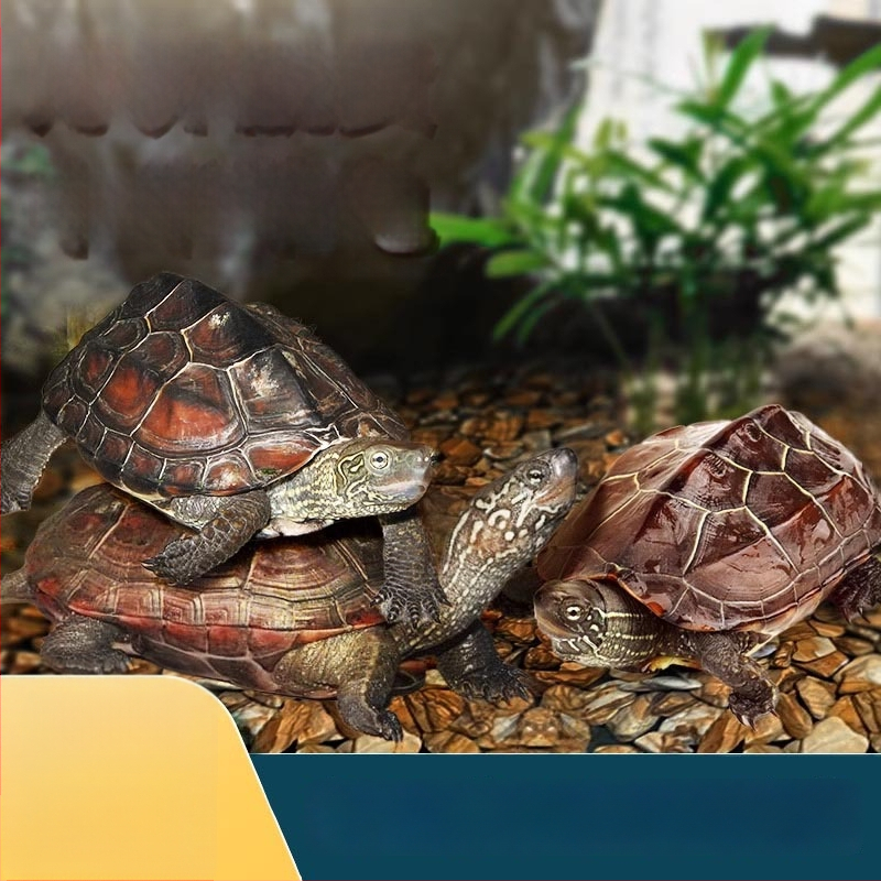 Čínska korytnačka, dekoratívne mláďa