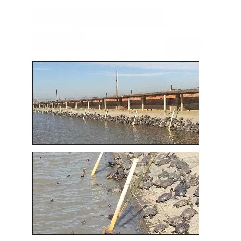 Čínska korytnačka, dekoratívne mláďa