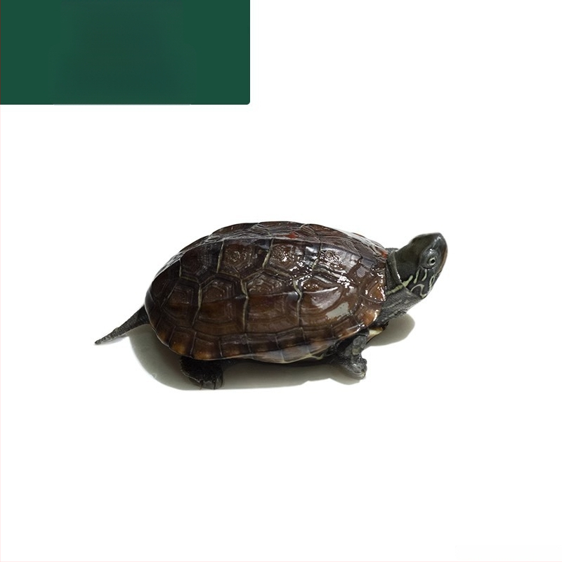 Čínska korytnačka, dekoratívne mláďa