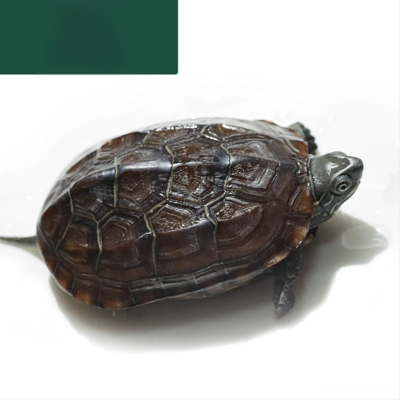 Čínska korytnačka, dekoratívne mláďa