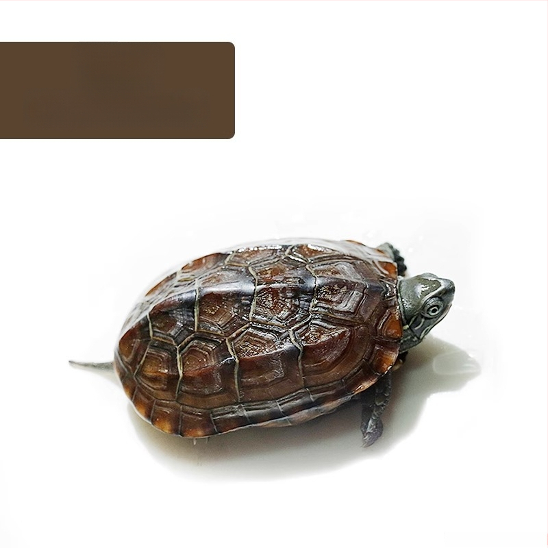 Čínska korytnačka, dekoratívne mláďa