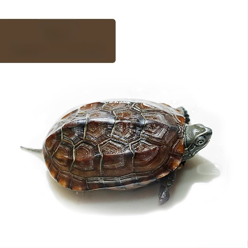 Čínska korytnačka, dekoratívne mláďa