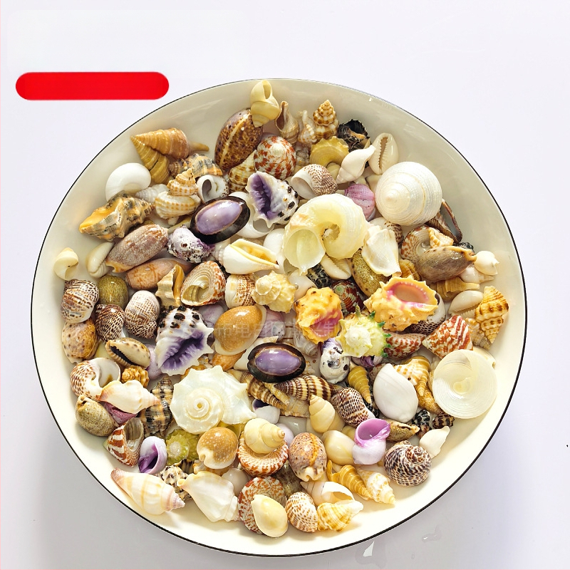 Dekoratívny súbor mušlí, korálov a koncha pre DIY projekty, dekoráciu akvária a aranžmány na stole