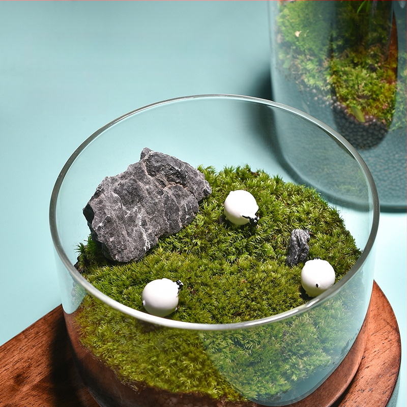 Prozirna staklena vaza za mikro krajolik, cilindrični oblik, borosilikatno staklo, prilagodljivo, Thick Glass