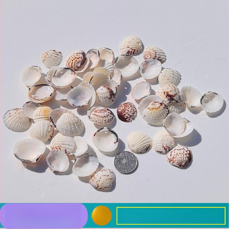 Prírodné mušle a morská hviezda pre terárium/akvárium, s perforáciami, ručne vyrobené rámčeky na detské fotografie, DIY zvonček vetra a fľaša drift