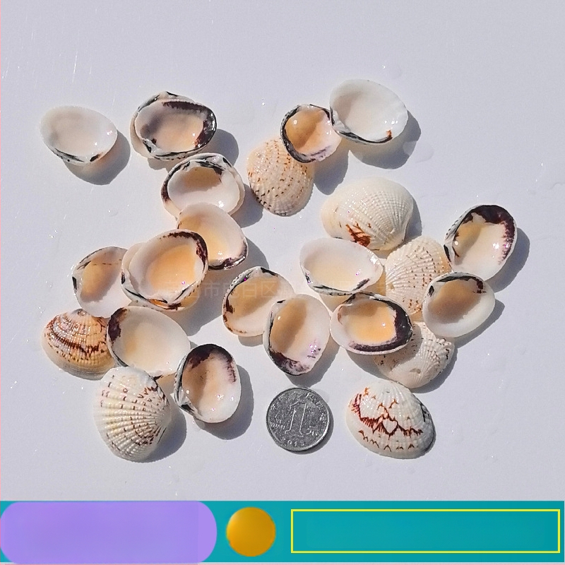 Prírodné mušle a morská hviezda pre terárium/akvárium, s perforáciami, ručne vyrobené rámčeky na detské fotografie, DIY zvonček vetra a fľaša drift