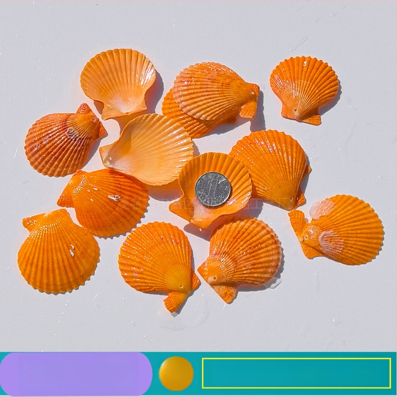 Prírodné mušle a morská hviezda pre terárium/akvárium, s perforáciami, ručne vyrobené rámčeky na detské fotografie, DIY zvonček vetra a fľaša drift