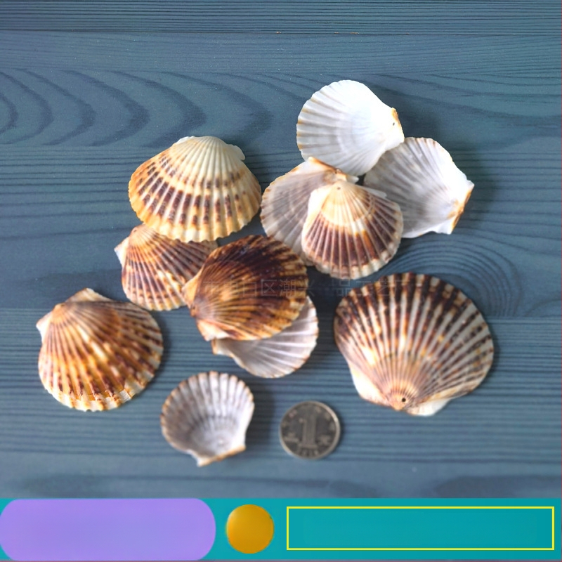 Prírodné mušle a morská hviezda pre terárium/akvárium, s perforáciami, ručne vyrobené rámčeky na detské fotografie, DIY zvonček vetra a fľaša drift