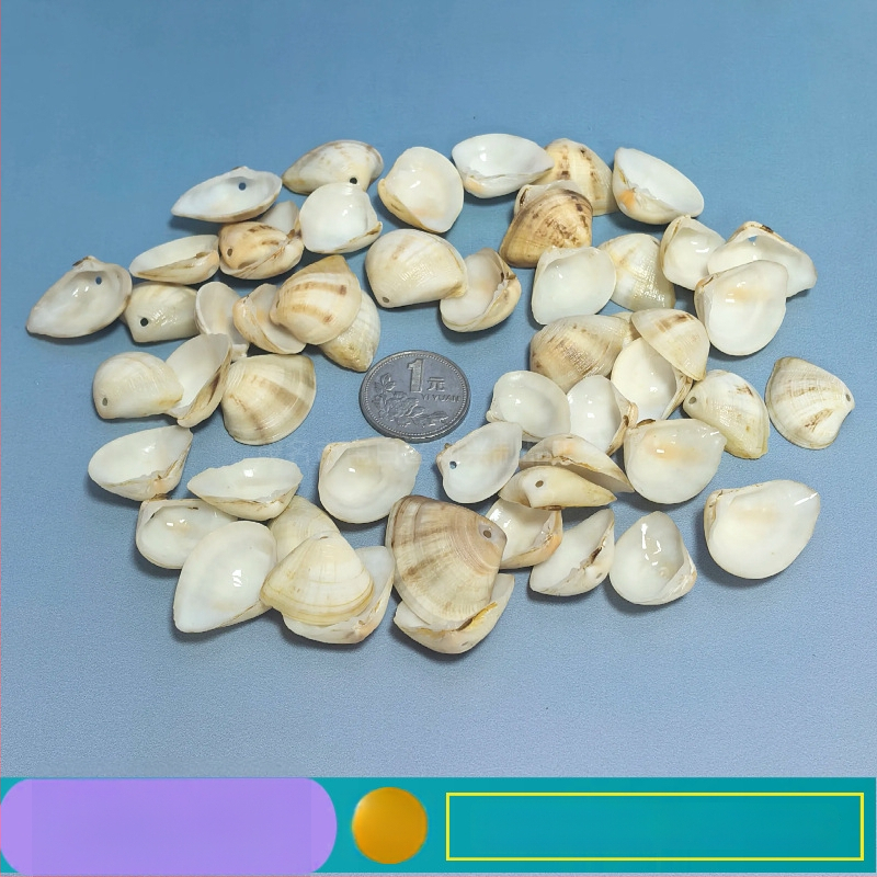 Prírodné mušle a morská hviezda pre terárium/akvárium, s perforáciami, ručne vyrobené rámčeky na detské fotografie, DIY zvonček vetra a fľaša drift