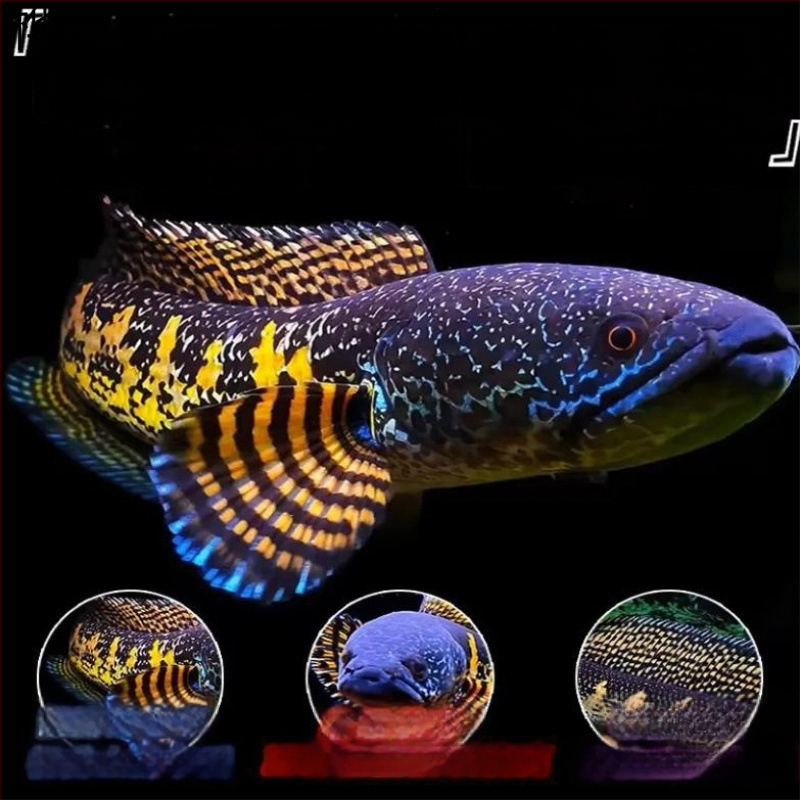 Leilong ryba — Druh: Leilong; Živočích: Riba; Číslo produktu: 8Q6cdi43; Importované: Nie