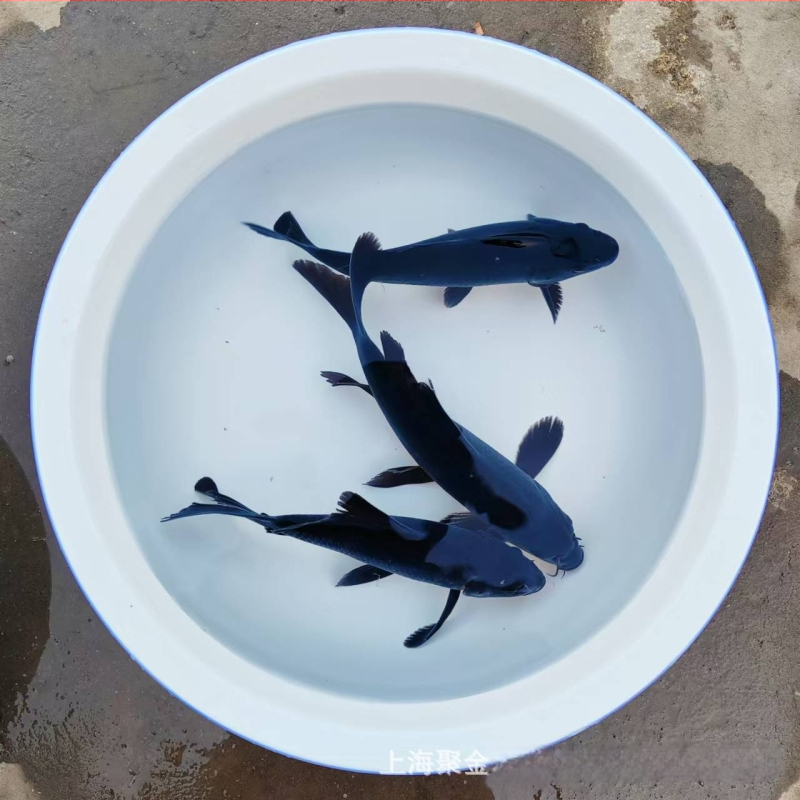 Dekoratívne koi ryba, Značka Gathering Gold, Kód produktu 30881, Druh: Karp, Importované: Nie