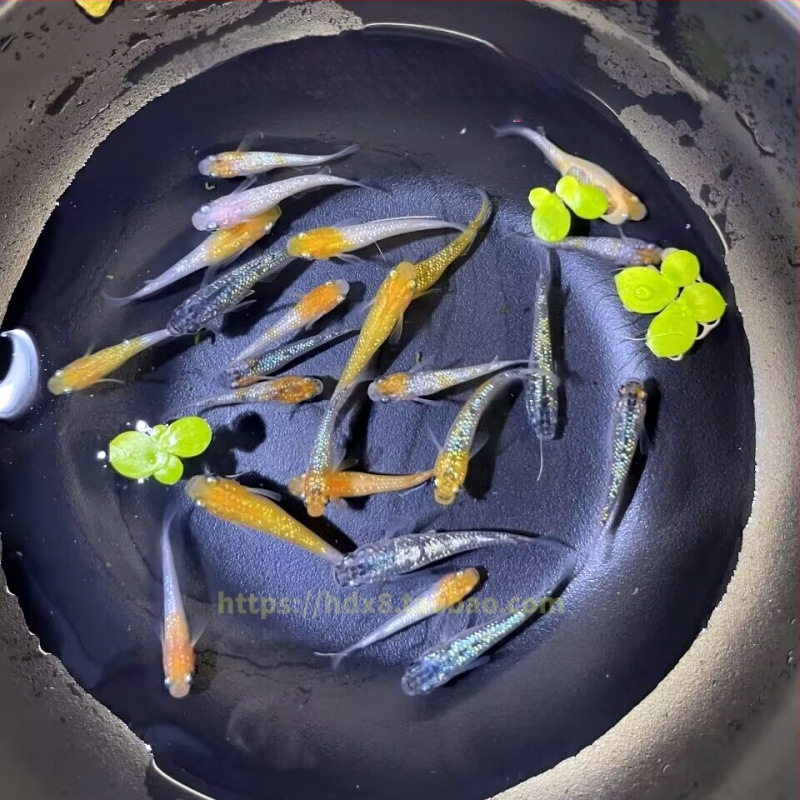 Akváriový filter — guppy s krmivom, bez kyslíka, okrasný druh, ekologické akvárium