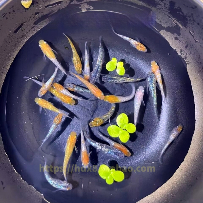 Akváriový filter — guppy s krmivom, bez kyslíka, okrasný druh, ekologické akvárium