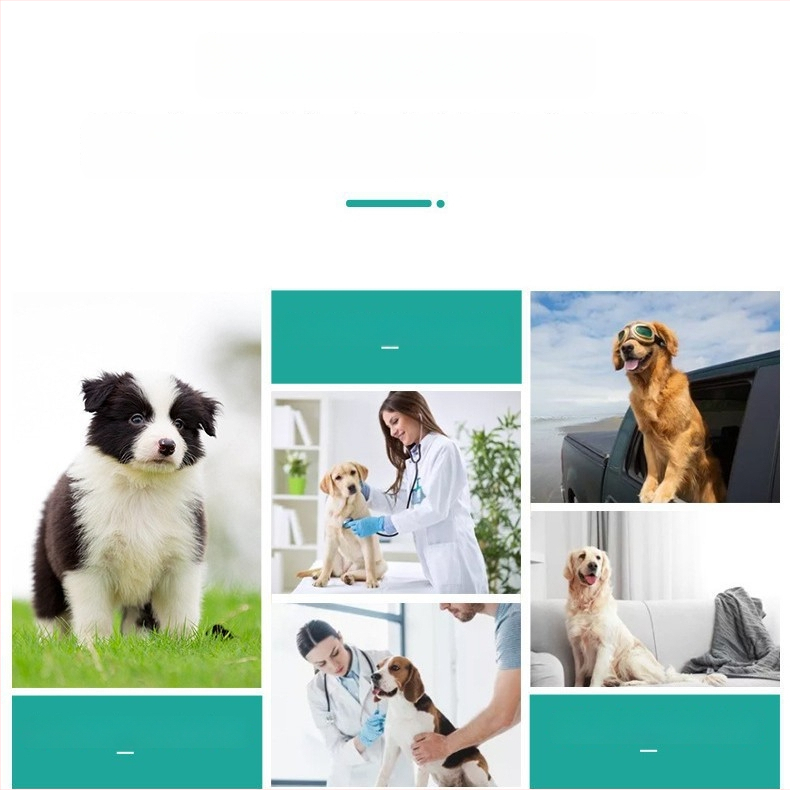 Fyzologické nohavice pre psa, samčie – materiály: PUL, ultra jemné vlákna, sieťovina, bavlna; značka Bi Ai; model SP2204053; štýl bežný