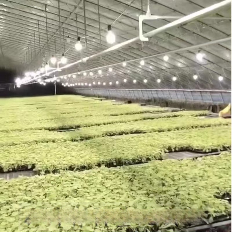 LED lemputė pilno spektrą augalų augimui, 32 LED, 2015 lm, 220V įvadas, Mullinsen lustas, 30000 h tarnavimo laikas