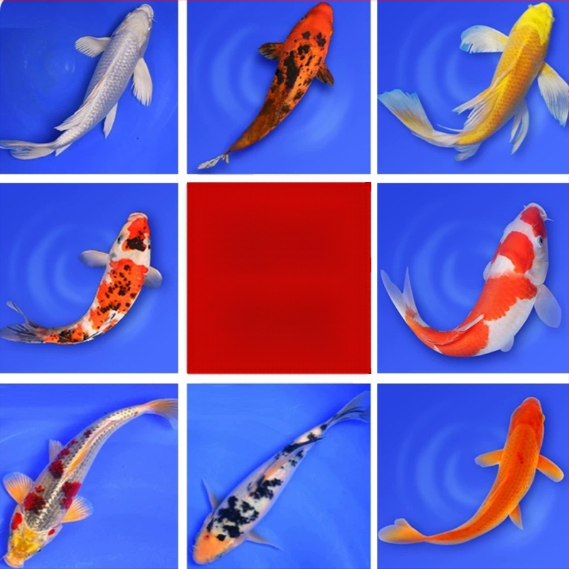 Koi karpis – gyva dekoratyvinė žuvis, Prekės kodas 458975, Prekės ženklas Gathering Gold