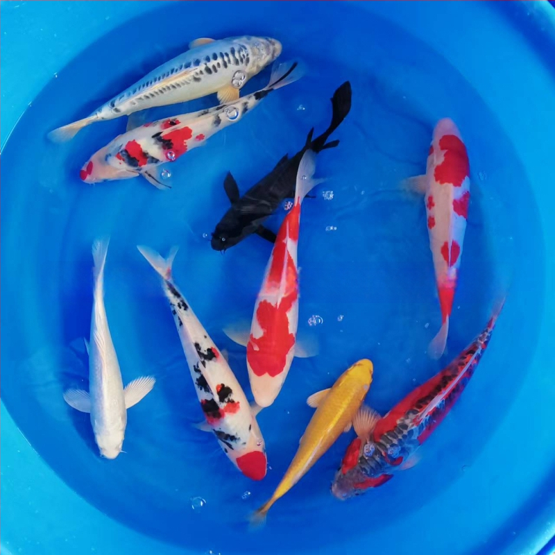 Koi karpis – gyva dekoratyvinė žuvis, Prekės kodas 458975, Prekės ženklas Gathering Gold