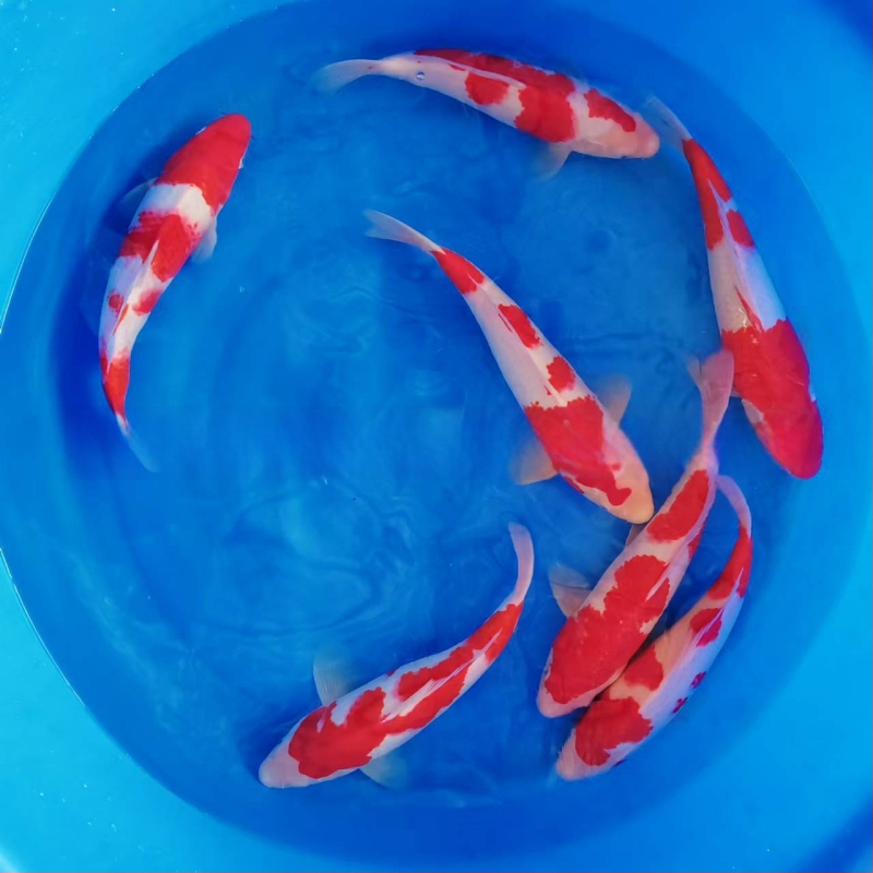 Koi karpis – gyva dekoratyvinė žuvis, Prekės kodas 458975, Prekės ženklas Gathering Gold