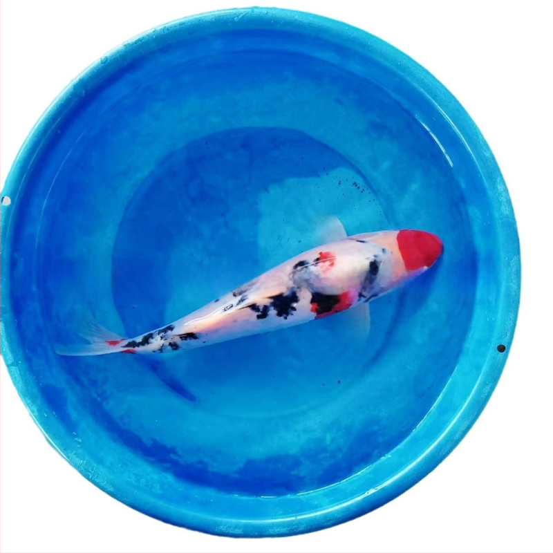 Koi karpis – gyva dekoratyvinė žuvis, Prekės kodas 458975, Prekės ženklas Gathering Gold