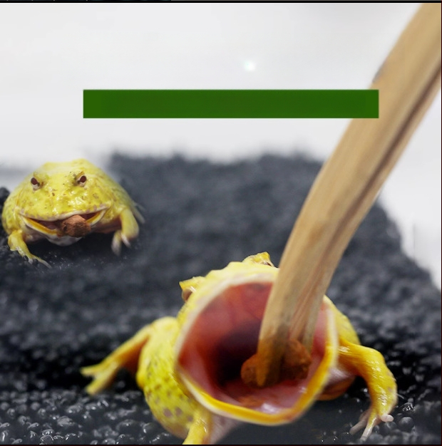 SuperRep Horned Frog Food, 50 g, 48 pakendid karbis, päritolu Guangdong, akvaariumi koduloomade toit