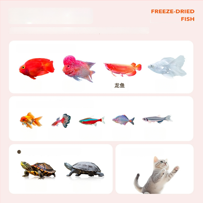 Bessen kilpkonnade toit – sügavkülmutatud kuivatatud väikesed kalad ja kuivatatud alligaatori kilpkonnakommid akvaariumikasvanikele