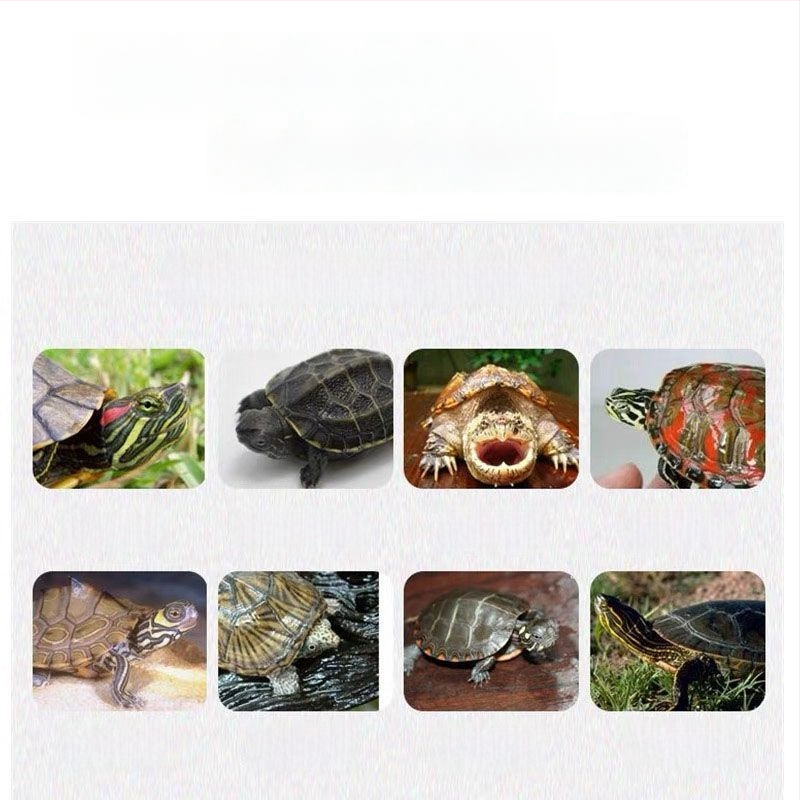 Granuleeritud kilpkonnatoit - veekasvatajate lemmikloomad - mitte imporditud