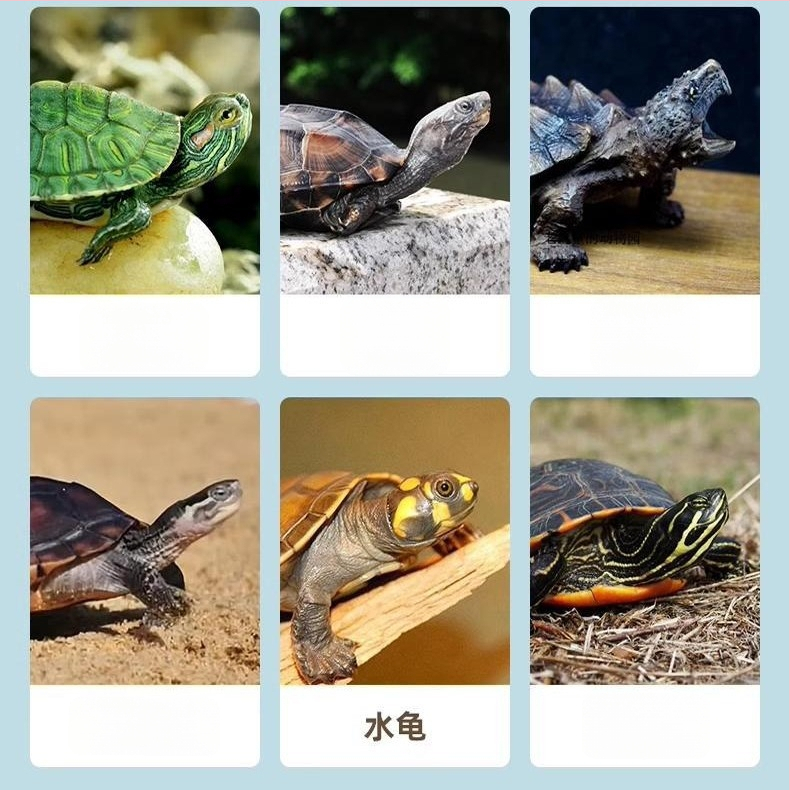 Kilpkonna toit - soolamata, kuivatatud ussid ja krevettid, akvaariumikilpkonnadele