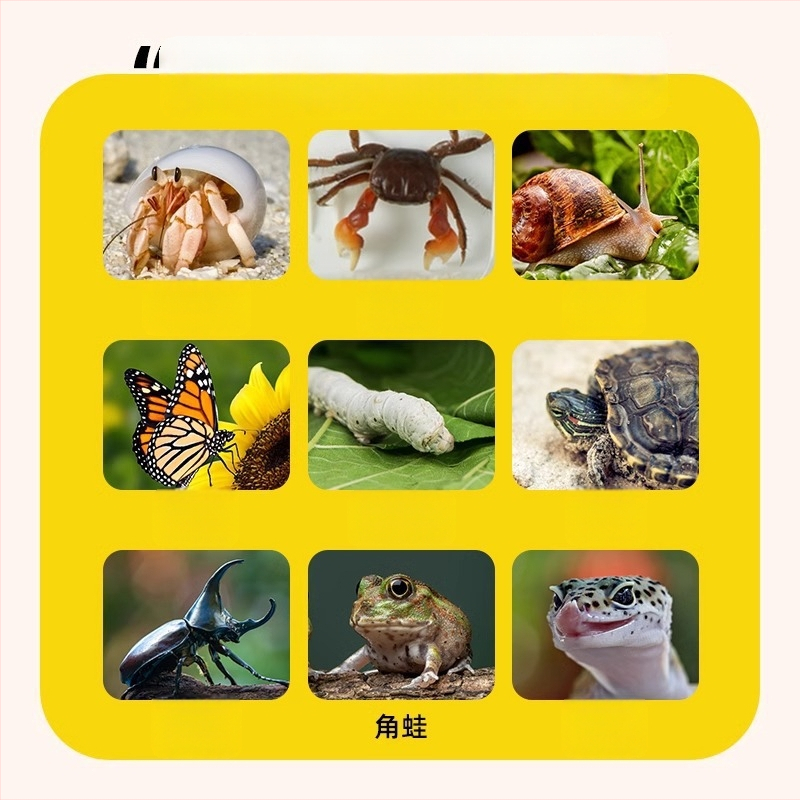 Vaikams skirta daugiafunkcinė ekologinė stebėjimo dėžutė mažiems gyvūnėliams – plastikinė, Kou Duck, 3–6 metų amžiaus