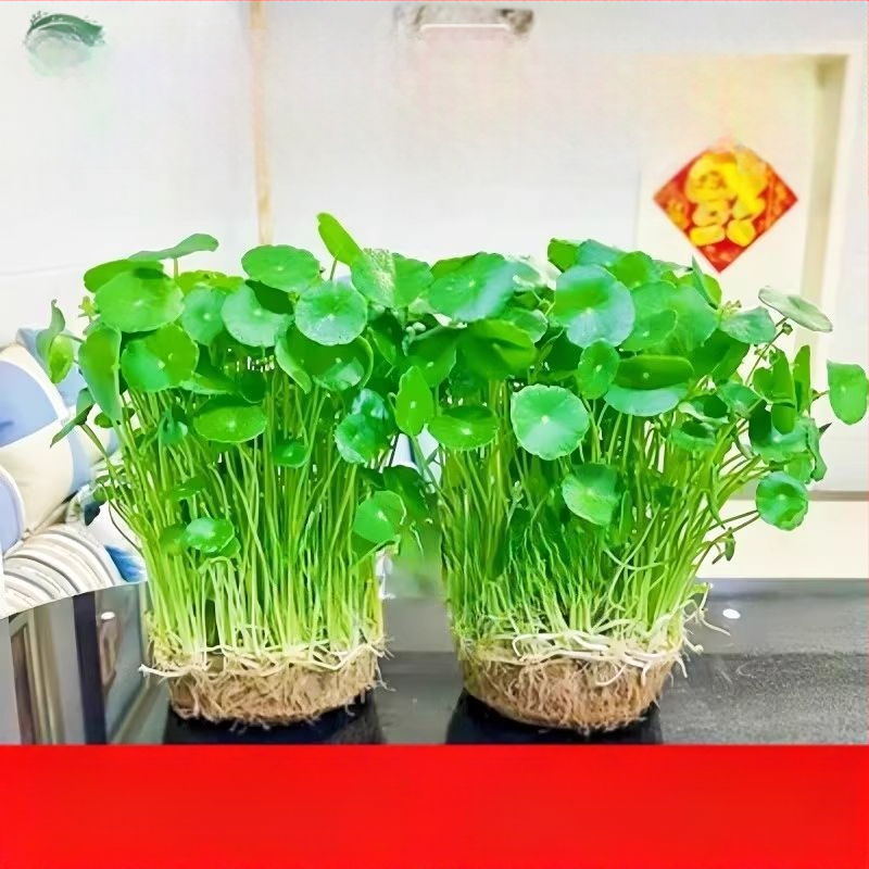 Hüdropooniline Pennywort taim siseõhu puhastamiseks, kontori lauale, aastaringselt rohelises, optimaalne kasvutemperatuur 25°C, neutraalne valgustus