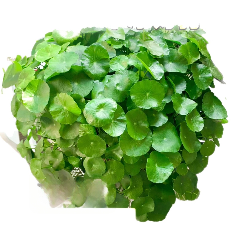 Hüdropooniline Pennywort taim siseõhu puhastamiseks, kontori lauale, aastaringselt rohelises, optimaalne kasvutemperatuur 25°C, neutraalne valgustus